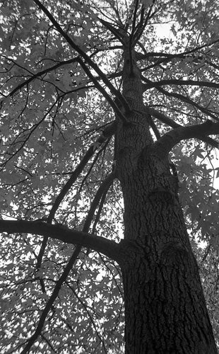 Photograph of a tree, with sunlight through the leaves.