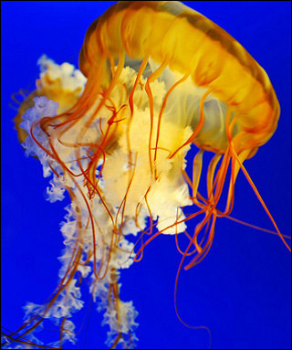 A photo of a bright orange jellyfish.