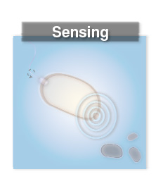 Diagrams of sensing and phage killing.