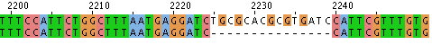 Jalview of sequence alignment.