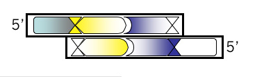 DNA Strand 4