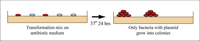 Diagram showing bacterial transformation on an antibiotic medium.