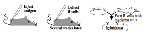 Generating monoclonal antibodies.