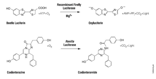 Plasmid reaction.