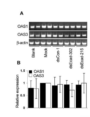 Sample RT-PCR data.