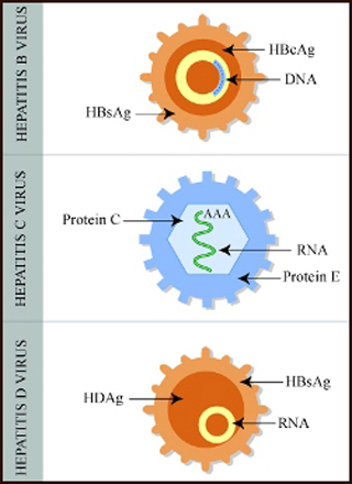 Diagram showing proteins and other elements of hepatitis viruses.