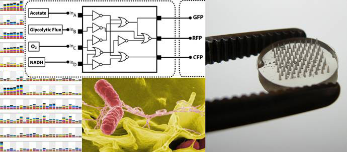 a collage of images depicting black and white diagrams, microscopic images, and colored bar graphs.