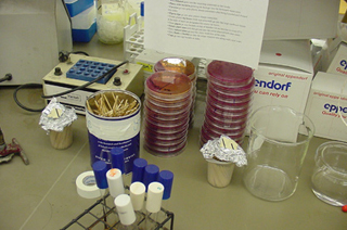 Photo of a stack of bacterial plates on student lab bench.