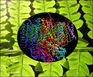 Image of molecules over photo of green plant.