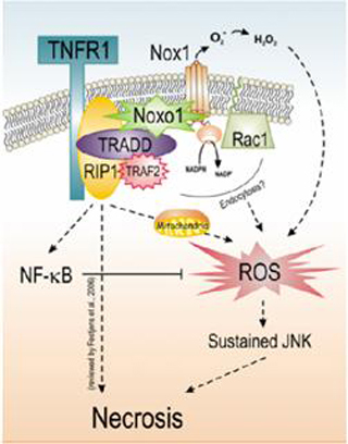 TNF-induced necrotic cell death