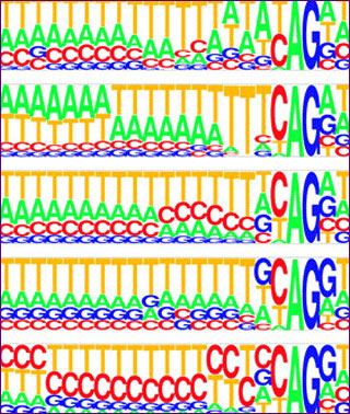 The letters A, T, G, and C, presented in different sizes and colors.