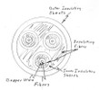 Diagram showing three copper wires, with insulation, bundled into a single insulated cable.