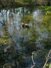 Healthy marshlands can protect New Orleans from storm surges.