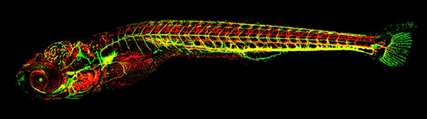 The shape of a fish, traced out by networks of bright red and greenish-yellow lines.